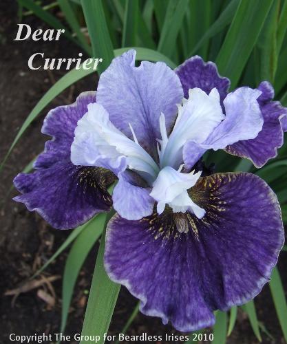 sib Dear Currier (1)